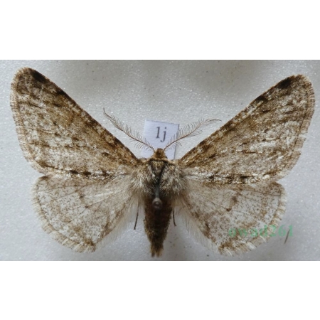 Phigalia pilosaria (Denis & Schiffermüller, 1775) male Włochacz naśnieżek Czech1j